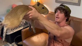 Why I Ate My Capybara (Apology Video) *Big Ounce Wedding P1*