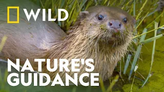 Baby Otter Learn to Hunt | Wild Europe | National Geographic WILD UK