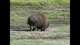 Wild West 2011   Yellowstone   Bison Rolling in Dirt