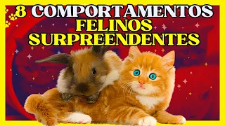 💫08 Comportamentos Fascinantes dos Felinos Revelados! Entenda o Universo dos Gatos.