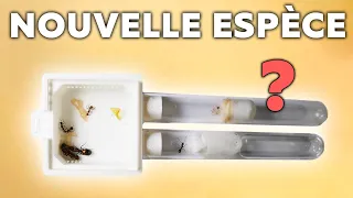 Mon espèce de fourmis PRÉFÉRÉ ? Camponotus nicobarensis