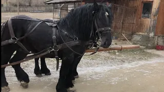 Коні Ваговози/ Чорні Жеребці/ Жеребці Ваговози/Cai din Romania/ Frumos Armasar/Black Stallions🔥🔥🔥