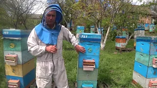 Двухматочное содержание пчелосемей.  300 семей.  Васькун Владимир