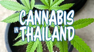 Is Cannabis Legal in Thailand?