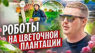 Плантация рядом с действующим вулканом: почему их цветы качественные? | Цветы оптом