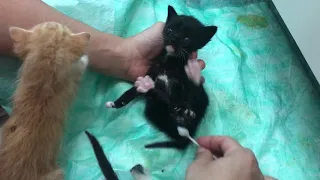 Como cuidar de gatinhos bebês abandonados 1 mês - PARTE 1