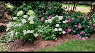 Late Spring Garden Tour: Hydrangeas