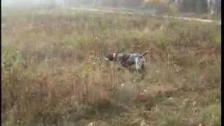 Pheasant Hunting with Winnie German Shorthaired Pointer