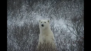 Churchill Polar Bears, November 2023