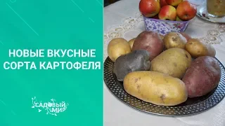 Новые вкусные сорта картофеля