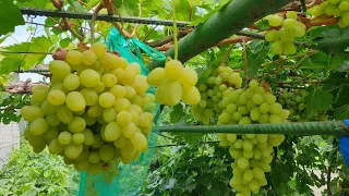 Виноград «Долгожданный»