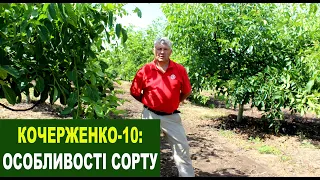 №130 Горіх "Кочерженко-10": особливості сорту