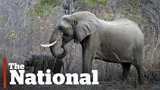 Selling Zimbabwe's elephants