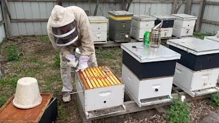 Inspection # 3  Managing a new bee package