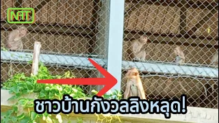 ชาวบ้านกังวลลิงหลุด! ขณะที่เจ้าหน้าที่จับลิงได้แล้วเกือบพันตัว HD