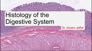 Histology of the Digestive System