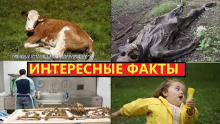 ☠️ИНТЕРЕСНЫЕ ФАКТЫ:О КОТОРЫХ ТЫ НЕ ЗНАЛ! ферма мертвых самая страшная реальная история! страх и ужас