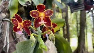 Orchid Garden Update, New Fertilizing Routine, Wind Damage, Challenges of Growing Orchids Outdoors,