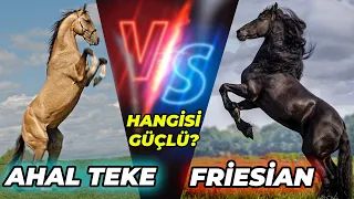 AHAL TEKE ve FRİESİAN ATININ BULUNDUĞU TEK AT ÇİFTLİĞİ!