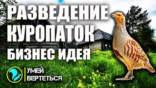 Разведение куропаток. Бизнес идея