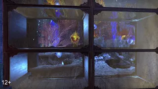 TESO. ДОМ - ВЫСТАВКА - АКВАРИУМ!! TESO. HOUSE-EXHIBITION-AQUARIUM!!