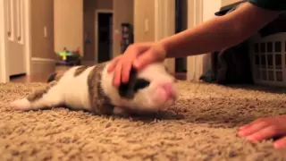 English Bulldog Puppy Learning to Walk pt. 2