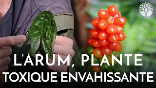 Arum ou gouet, confusion ail des ours, plante toxique envahissante !