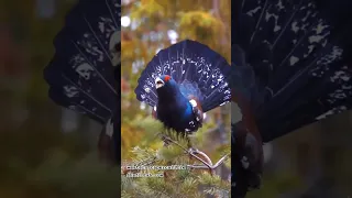 Bird 🐦The western capercaillie, also known as wood, grouse, heather cock