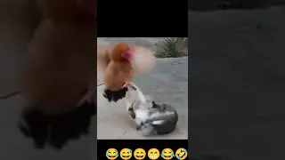 funny cat and chicks fighting #viral #shorts #funny #cat #chicken