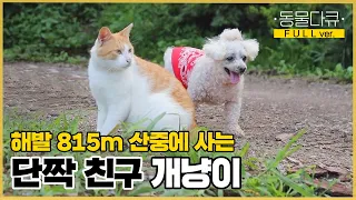 [풀버전] 개와 고양이가 이렇게 친하다고?! 해발 815m 외딴 오지에는 두 단짝이 산다!🐶😺 | 동물극장 단짝 EP30 |  KBS 220903 방송