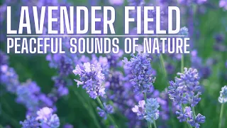 Lavender Field | Peaceful Sounds of Nature