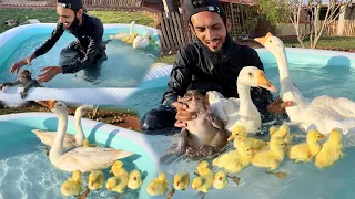 Aj Baby Ducks Ko Swimming Krwa Di 🥰 Or Jaggu Ko Bi🤣