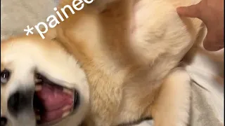 Shiba gets called fat, screams about it for a minute