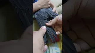 How to Cut Feathers of Grey Parrots