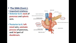 Arteries of the Digestive Tract (2) - Superior Mesenteric Artery - Dr. Ahmed Farid