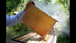 Пчеловодство, с чего начать. Сколько что стоит.
