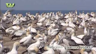 Gannet colony at Cape Kidnappers - New Zealand