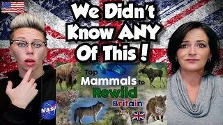 American Couple Reacts: Great Britain: Top Mammals To Rewild! Rewilding Britain! FIRST TIME REACTION