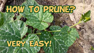 Paano magpruning ng kalabasa | Pruning Benefits | Fertilizer Application Guide
