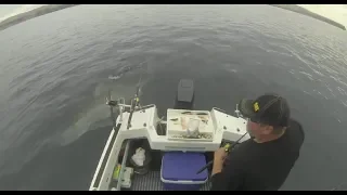 Surprise Great White Shark Spooks Two Aussie Fishermen | Second Valley, South Australia 17/12/17