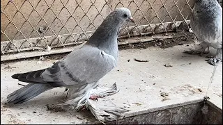 Худжанд в гостях у голубевода аки Анварчён 🇹🇯🕊