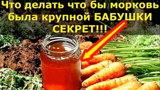 МОРКОВЬ ВСЯ БУДЕТ КРУПНОЙ И СЛАДКОЙ, ПОДКОРМИТЕ ЭТИМ МОРКОВЬ В ИЮНЕ ИЮЛЕ