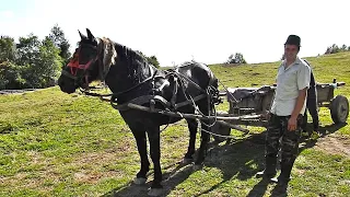 FRATII GOSPODARU' AU LA STANA SI CAI. MANCAM PASTRAMA DE OAIE SI CARNATI VIRSLI TRADITIONALI.