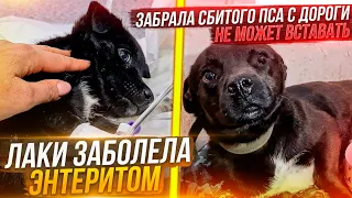 Тедди лежал несколько дней сбитый машиной без помощи и не может вставать. Лаки ЗАБОЛЕЛА Энтеритом.