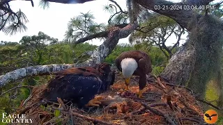 ОРЛЯТКАМ РИБА НА ОБІД. БІЛОГОЛОВОГО ОРЛАНА. ПЗФЛ2. США 21-3-24-CHICKS. BALD EAGLE'S NEST SWFL2 USA