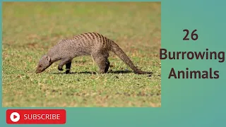 26 Burrowing Animals