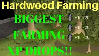 Hardwood Farming Guide OSRS. BIGGEST FARMING XP DROPS!!