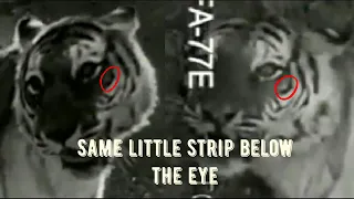 Tiger vs Lion - Debunking "lion vs tiger 1946 gir forest"  Bigcatsliontiger exposed. Tigress owns.