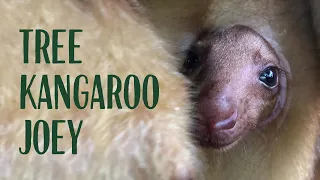 Baby Tree Kangaroo at Taronga Zoo Sydney!