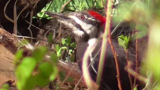 Hungry Pileated Woodpecker has a feast!